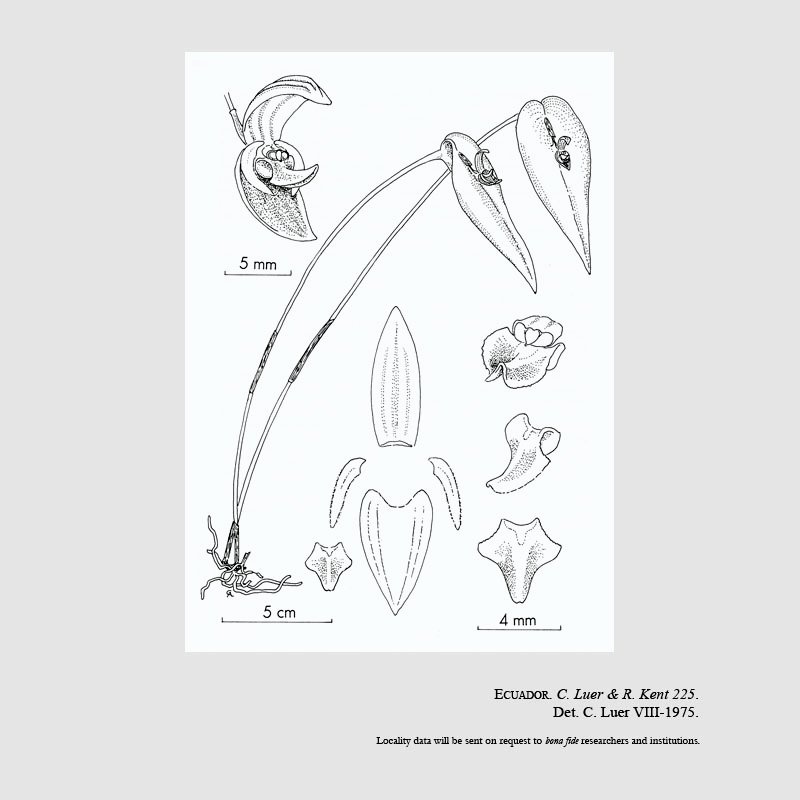 Pleurothallis deflexa